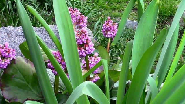 Корейский и Тибетский сады. Korean arbour смотреть онлайн
