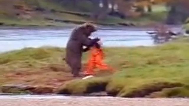 Бокс с медведем смешно смотреть онлайн