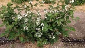 Ежевика. Описание. Посадка и уход.