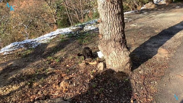 Кормим котеек, нужен корм. 24.12.2023г. смотреть онлайн