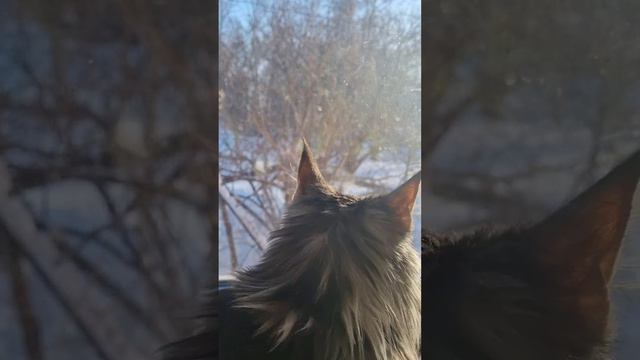 Добрый день на Алтае! Кошка мейкун красотка! смотреть онлайн