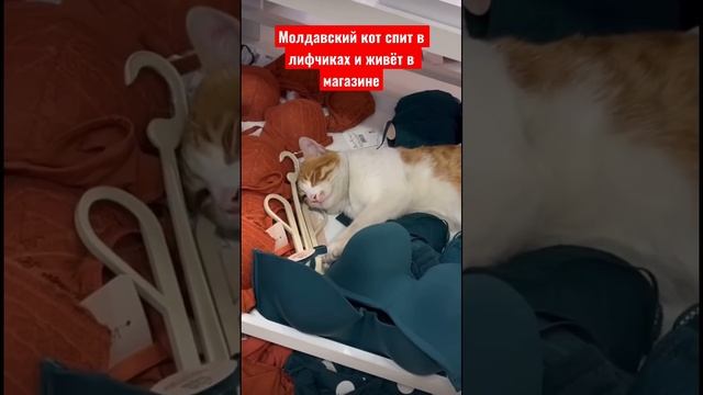 Молдавский кот спит в лифчиках и живёт в магазине смотреть онлайн