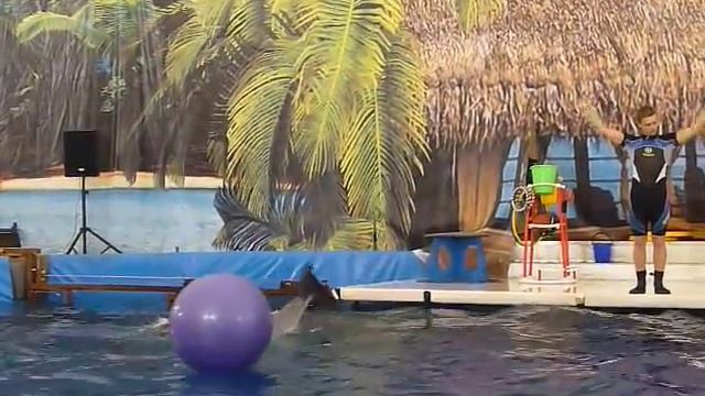 Московский передвижной дельфинарий 3