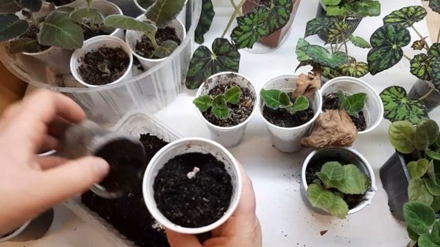 Детки глоксиний, фиалок и бегоний. смотреть онлайн