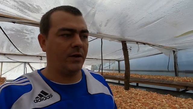 ВСЕ САМЫЕ ОСТРЫЕ ПРОБЛЕМЫ ПРИ ВЫРАЩИВАНИИ ЛУКА НА ПЕРО ДЛЯ НОВИЧКОВ ЭТО ТОП смотреть онлайн