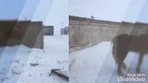 Русский тяжеловозы в Казахстане