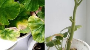 ЖЕЛТЕЮТ И СОХНУТ ЛИСТЬЯ НА ГЕРАНИ. Вот что нужно сделать, чтобы листья герани стали зеленые.