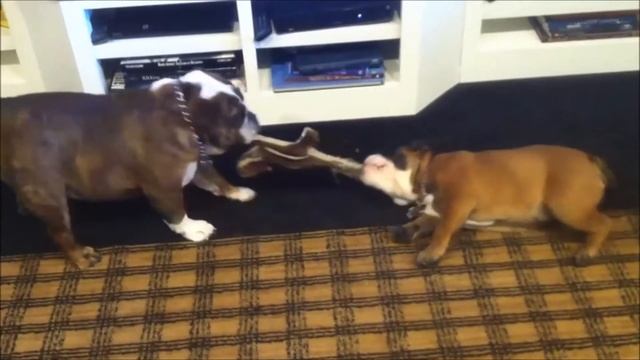 30 Seconds of Joy! Part 10! Lazy Tug of War! смотреть онлайн