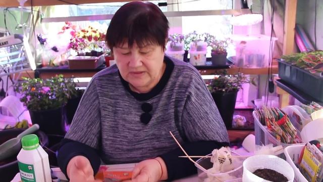 ЖАЛЬ Я РАНЬШЕ ОБ ЭТОМ НЕ ЗНАЛА! ПОСЕВ ЛУКА ЭКСИБИШЕН НА РАССАДУ. смотреть онлайн