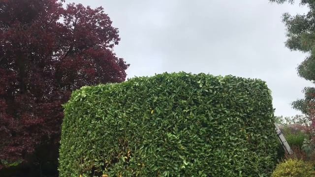 Large Laurel shrub,hedge trimming & shaping with Stihl HL95 long reach смотреть онлайн