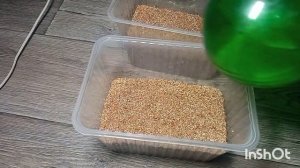 РОЗЫ-укореняем в красном вермикулите????ЛЕГКО! СТИМУЛИРУЕМ рост корней на черенках осенней посадки?