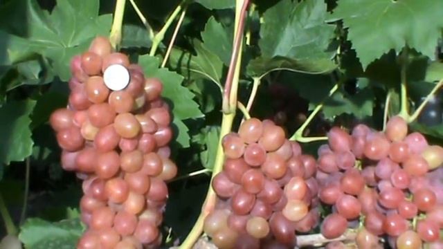 Редкие и лучшие сорта винограда. смотреть онлайн