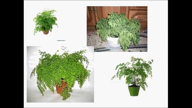 Адиантум или папоротник Венерин волос смотреть онлайн