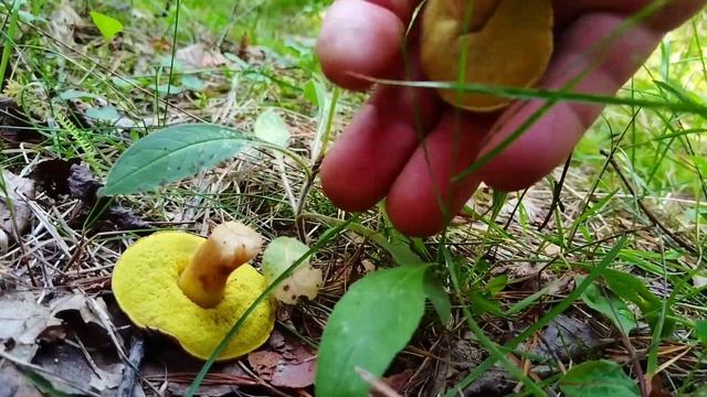 Какие грибы сейчас есть под Минском? смотреть онлайн