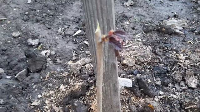 Работа в саду. Обрезка и формировка молодых саженцев фундука штамбом. Куст или дерево смотреть онлайн