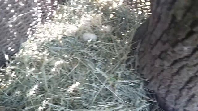 Кот высиживает утиные яйца смотреть онлайн