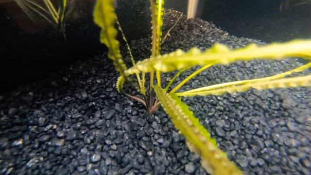 Cryptocoryne Retrospiralis смотреть онлайн