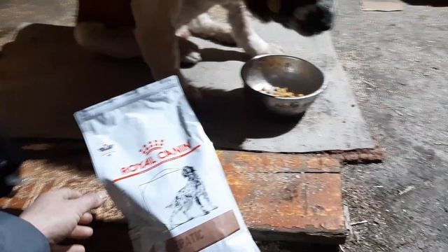 Бугай Алабай. Вахид проявил интерес к диетическому корму.