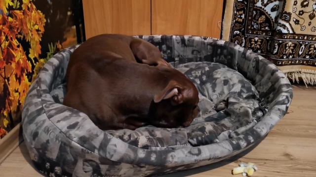 Прогулка со Спайком. Спайк гоняет ворон. Pitbull Gladiator Live/ Жизнь моей банды смотреть онлайн