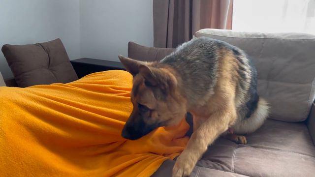 What does a German Shepherd do when He sees Me Sleeping смотреть онлайн
