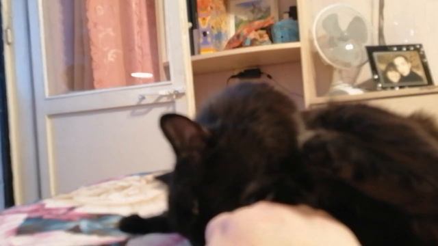 кошка Бася нападает на человека /играем с кошкой /вечерние игры смотреть онлайн