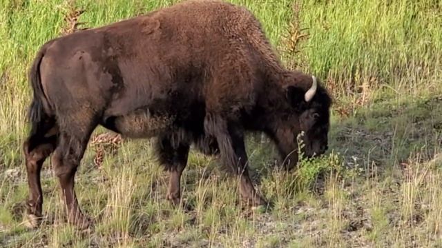 Путешествие на север Канады. Часть 3. Иммигранты в Канаде. смотреть онлайн