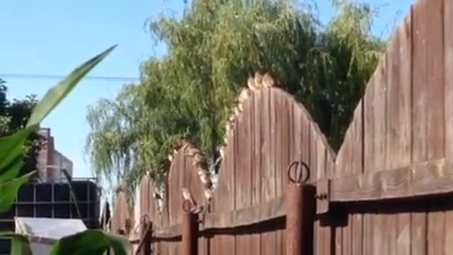 Украшение забора) смотреть онлайн