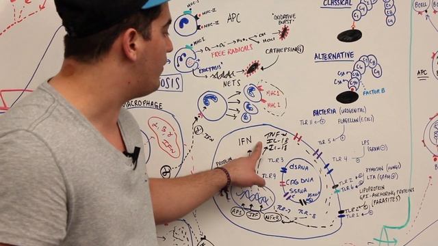 Immunology | Immune System: Overview смотреть онлайн