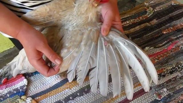 ЛИНЬКА У КУР .Ювенальная и дефинитивная.