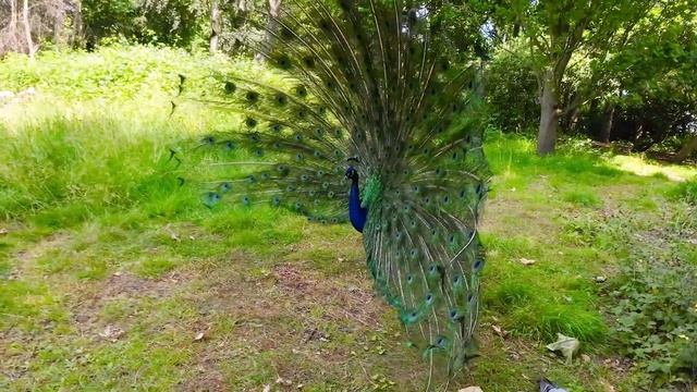 Amazing Peacock DANCE | Peacock Performance