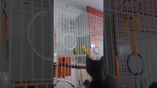 Как научить попугая петь как соловей! смотреть онлайн