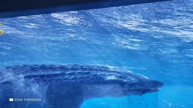 Этого Существа Боялся Даже Мегалодон