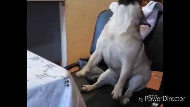 Смешной мопс смотреть онлайн