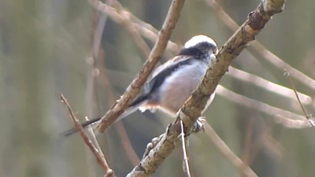 Ополовник - Aegithalos caudatus смотреть онлайн