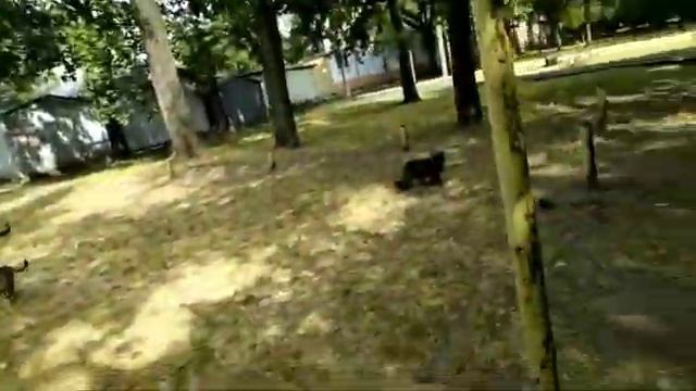 Шустрик, лучшие друзья умываются, Shustrik, yard cats, встреча утром, Светлана Копылова, К смотреть онлайн