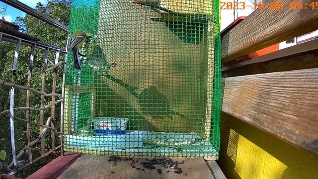 И полетели перья / вольер своими руками / синичник своими руками смотреть онлайн