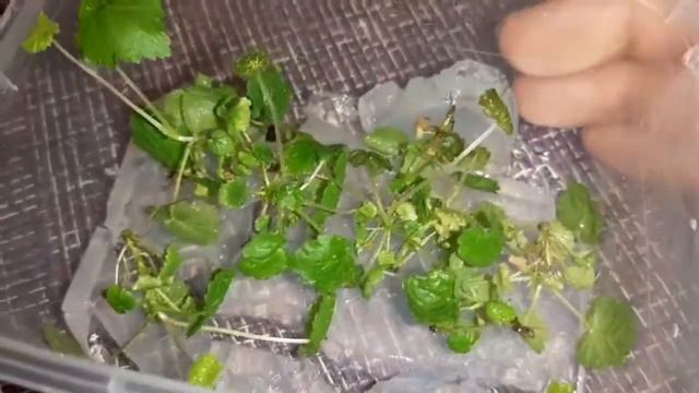 Получила свои саженцы из IN Vitro лаборатории. смотреть онлайн