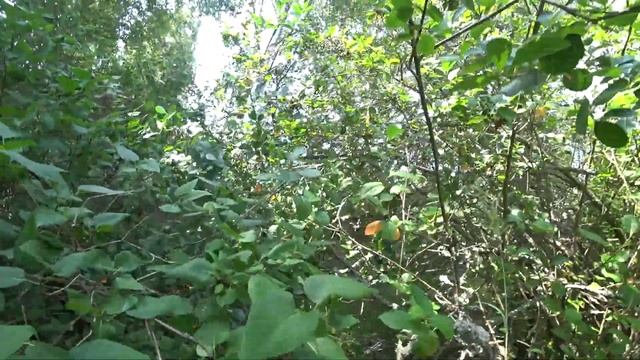 Какие дачи были в СССР? Заброшенные дачи Чернобыля. Буряковка смотреть онлайн