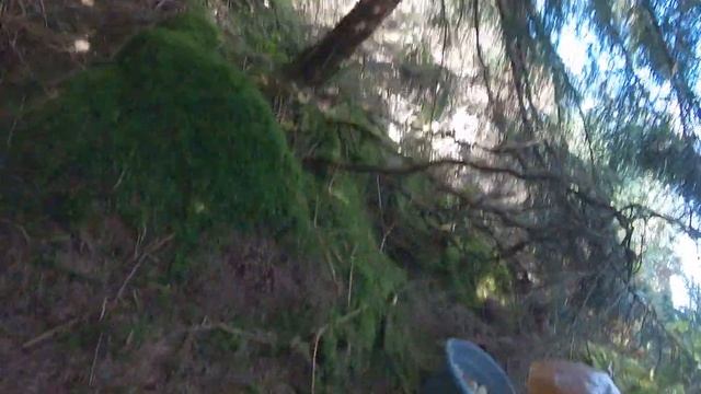 Гигантские грибы смотреть онлайн