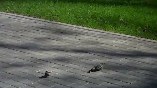 Зяблик и скворцы смотреть онлайн