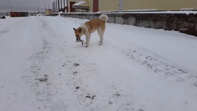 ООО НАЧИКЕНСКОЕ РЫБЗАВОТ УКА смотреть онлайн