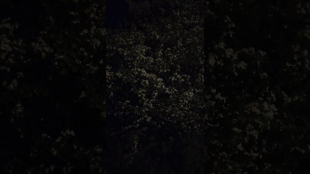 В чем польза боярышника.? И почему именно цветки я собираю. смотреть онлайн