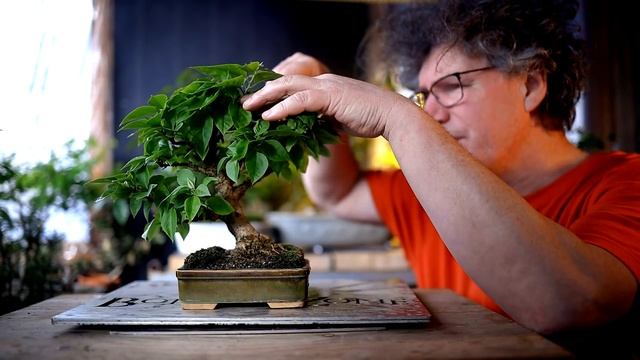 Follow Up Work to My Bougainvillea Bonsai, The Bonsai Zone, Jan 2021 смотреть онлайн
