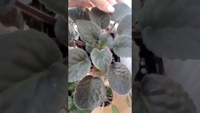 Результат пересадки трейлера White Robi y відповідну плошку #квіти #фіалка #africanviolet смотреть онлайн