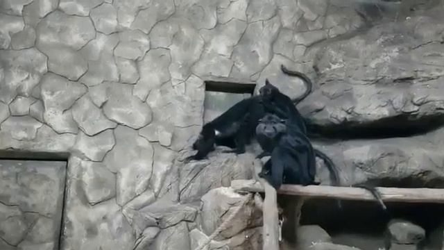 Обезьяны извращенцы 😂