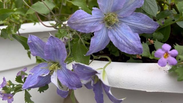 Best Blue Clematis I've Ever Seen: Rhapsody B Fretwell смотреть онлайн