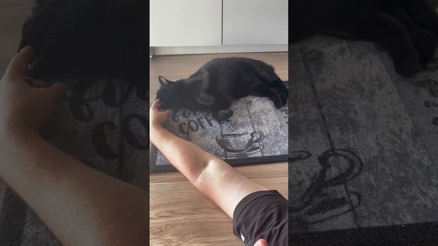 Коту Бэтмену трогают нос, животные, кот