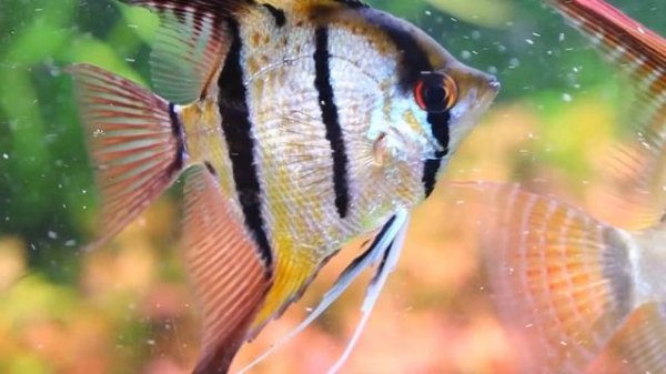 10 Most Beautiful Fish in the World (You Can Keep In Your Aquarium) | World Data