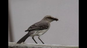 Тропический пересмешник Mimus gilvus