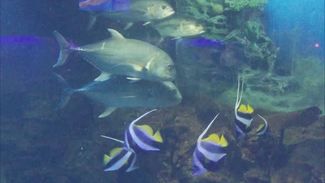 Подводный мир Черного Моря смотреть онлайн